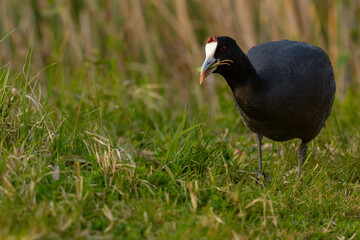 Common coot, (Fulica atra) close-up wild water bird in a lake, swimming, early spring, wildlife in natural park mallorca spain