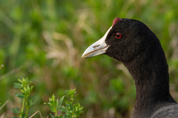 Common coot, (Fulica atra) close-up wild water bird in a lake, swimming, early spring, wildlife in natural park mallorca spain