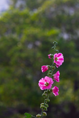 Bright pink Hollyhock bouquet on a dark green background.