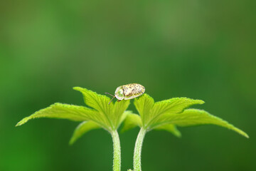 Hispidae family insect crawl on plants, North China