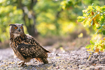 Euroasian eagle owl stanging on the ground. Bubo bubo