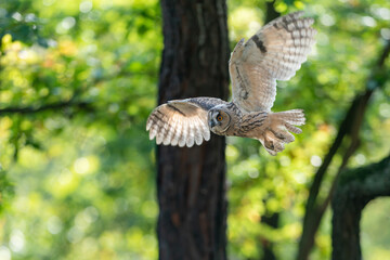 Flying long-eared owl in forest. Spreaded wings and owl captured from side view.