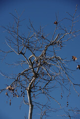 Low angle view of a bare sycamore tree under a bright blue winter sky in southern California