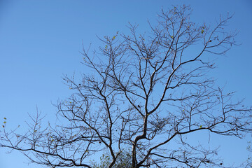 Low angle view of a bare sycamore tree under a bright blue winter sky in southern California