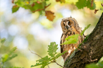 Long-eared owl sitting on a tree trunk with green leaves and blured sunny background. Owl in natural autumn habitat.
