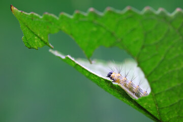 Lepidoptera larvae in the wild, North China
