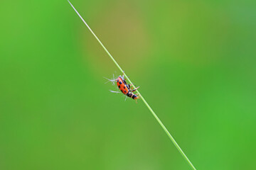 Ladybugs on wild plants, North China