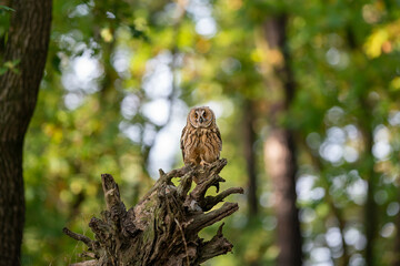 Owl sitting on uprooted tree root ina green forest. Long-eared owl in her natural habitat. Asio altus.