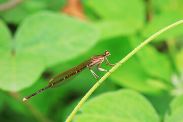 damselfly, a dragonfly insect, North China