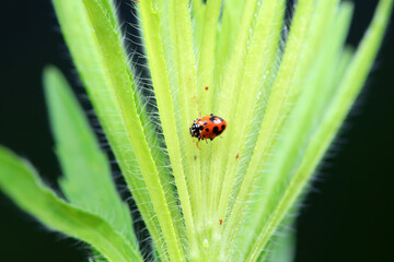 Ladybugs on wild plants, North China