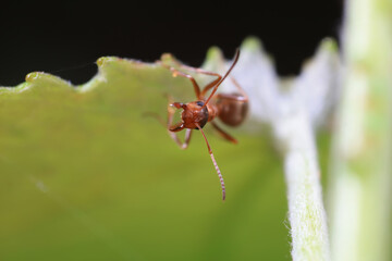 Ants in the wild, North China