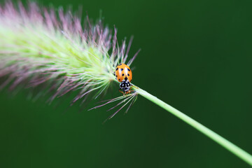 Ladybugs on wild plants, North China