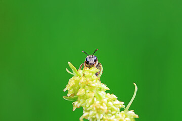 Bee insects in the wild, North China