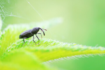Weevil on wild plants, North China