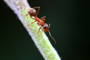 Ants in the wild, North China