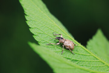 Weevil on wild plants, North China