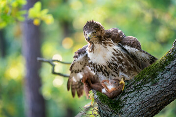 Red tailed hawk on a moss covered tree trunk with dead red squirrel. Raptor with his prey. Buteo jamaicensis.Sciurus vulgaris