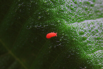 Collembola verrucosa, a very tiny insect, North China