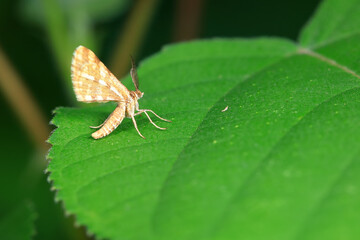 Lepidoptera insects in the wild, North China