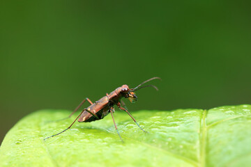 Coleoptera Cicindelidae insect in the wild, North China