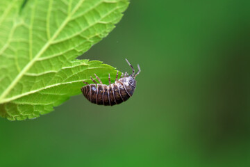 Insects on plant leaves