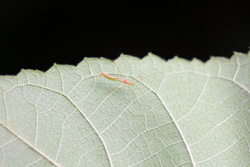 Hemiptera bugs in the wild, North China