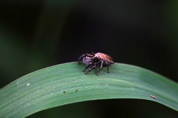 Spiders in the wild, North China