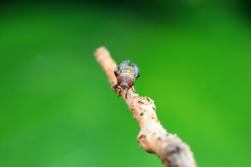 Flies on wild plants, North China