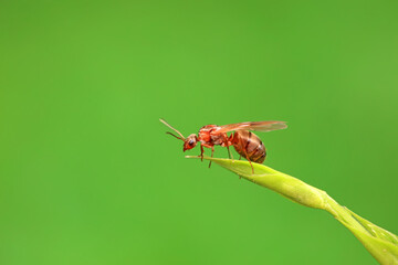 Ants in the wild, North China