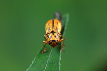 Leaf beetle on wild plants, North China