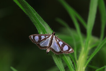 Lepidoptera insects in the wild, North China