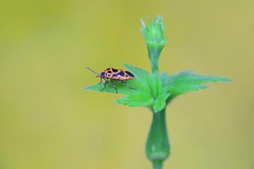 Hemiptera bugs in the wild, North China