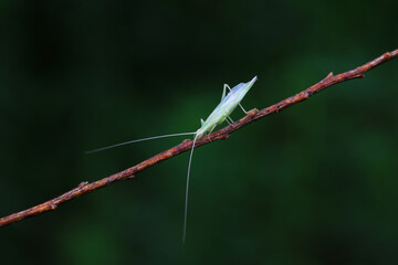 Tree cricket on wild plants, North China