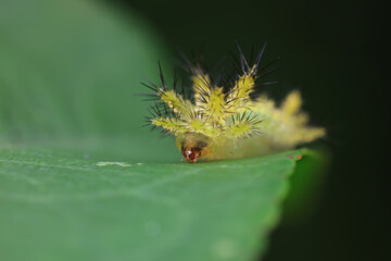 Naklejka premium Lepidoptera larvae in the wild, North China