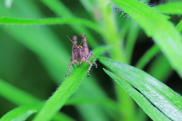 Locusts perch on weeds in North China
