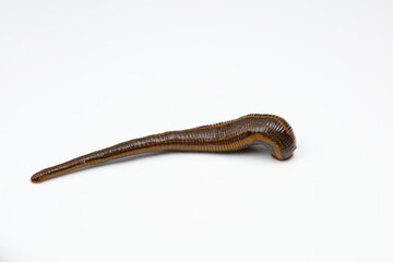 Leeches on a white background