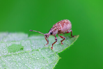 Weevil on wild plants, North China