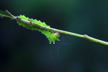 Lepidoptera larvae in the wild, North China