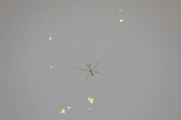 Water strider glides on the water, North China