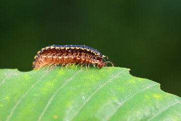 class diplopoda animal in the wild, North China