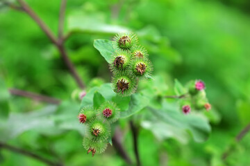 Wild burdock flower, a wild plant, North China