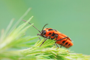 Hemiptera bugs in the wild, North China