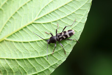 Longicorn on wild plants, North China
