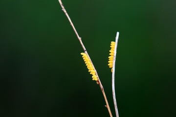 Insect eggs on wild plants, North China