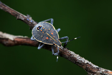 Hemiptera bugs in the wild, North China
