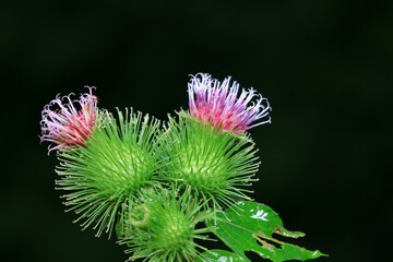 Wild burdock flower, a wild plant, North China