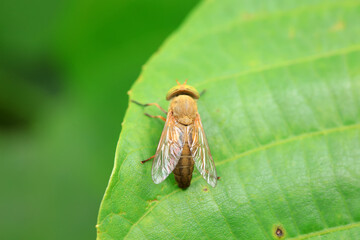 Gadfly on wild plants, North China