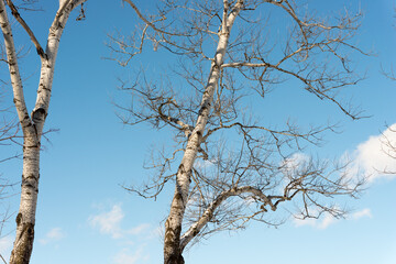 poplar tree on a cold, clear winter day
