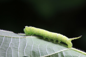 Lepidoptera larvae in the wild, North China