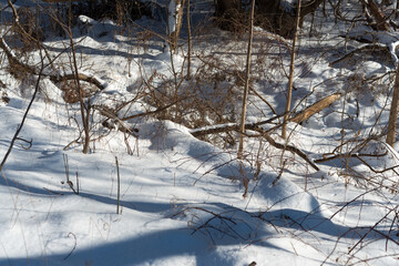 winter scene with snow on the ground